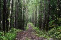 Path on Sappee-Särkijärvi trail