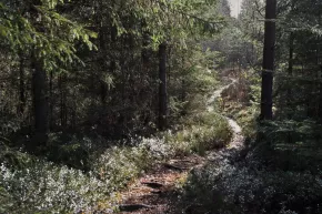 A path on Hirvijärvi Trail